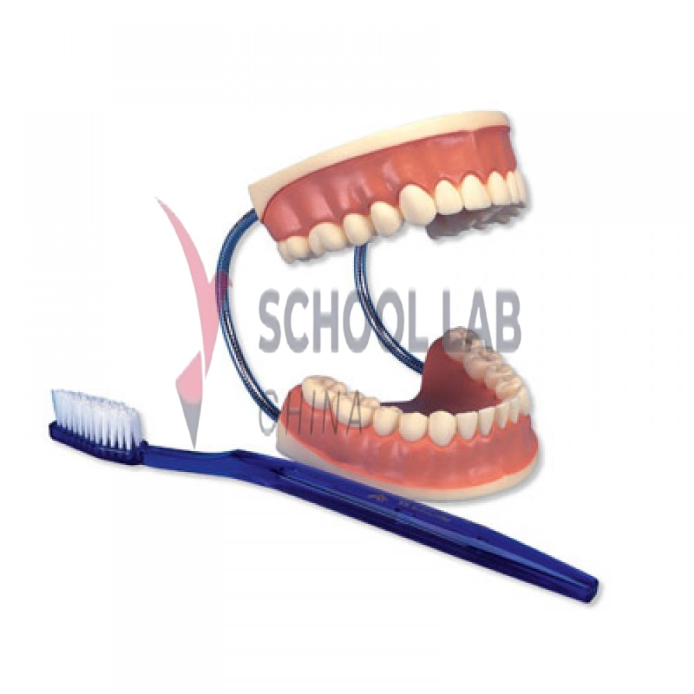 Dental Care Model